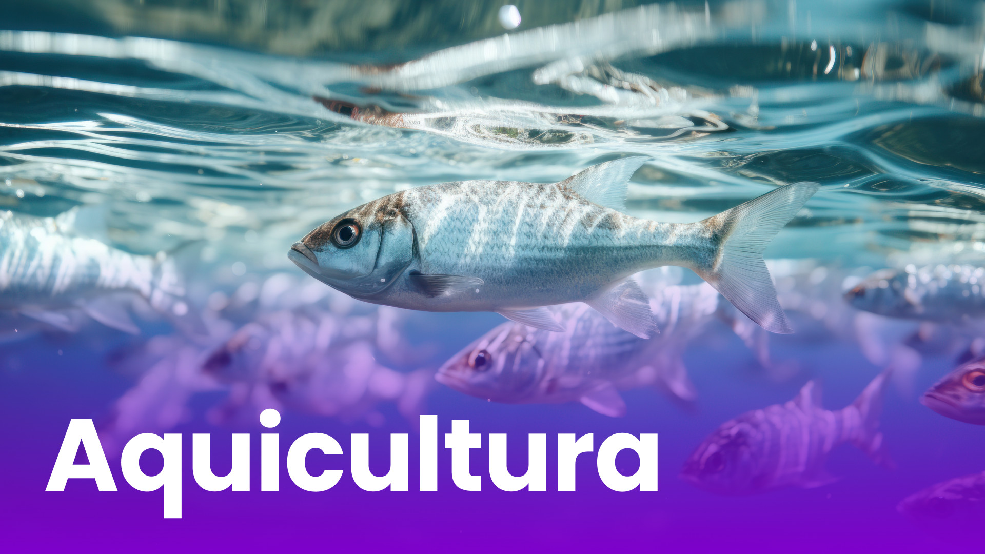 Aquicultura-Capa.jpg
